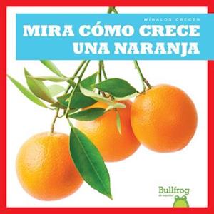 Mira Como Crece Una Naranja (Watch an Orange Grow)