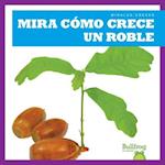 Mira Como Crece Un Roble (Watch an Oak Tree Grow)