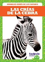 Las Crias de la Cebra (Zebra Foals)