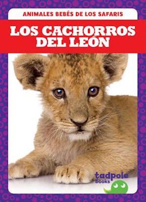 Los Cachorros del Leon (Lion Cubs)