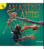 Amazing Ants