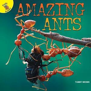 Amazing Ants