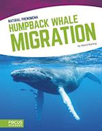 Natural Phenomena: Humpback Whale Migration