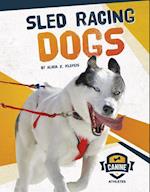Sled Racing Dogs
