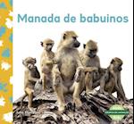 Manada de babuinos (Baboon Troop)