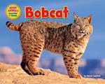 Bobcat