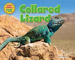 Collared Lizard