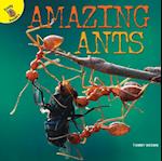 Amazing Ants