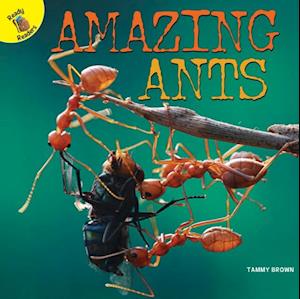 Amazing Ants