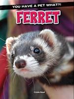 Ferret