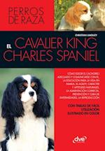 EL cavalier King Charles spaniel