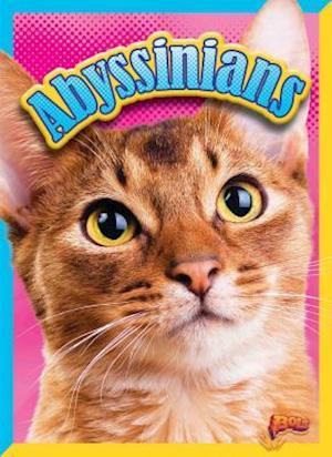 Abyssinians