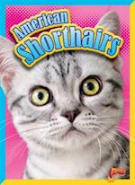 American Shorthairs