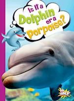 Is It a Dolphin or a Porpoise?