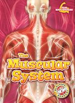 The Muscular System