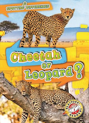 Cheetah or Leopard?