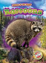 Raccoons