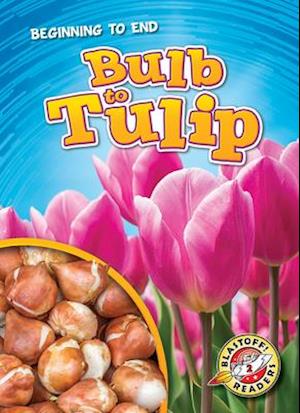 Bulb to Tulip