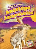 Antelope Jackrabbits