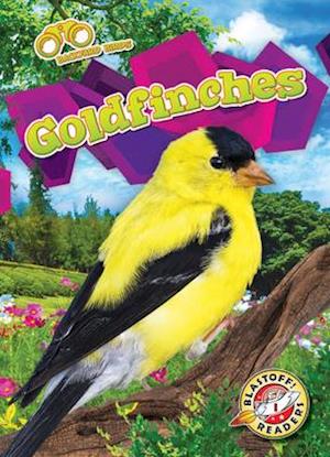 Goldfinches