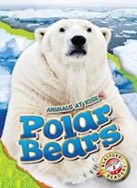 Polar Bears