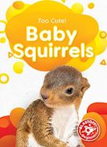 Baby Squirrels