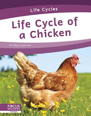 Life Cycle of a Chicken