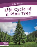 Life Cycle of a Pine Tree