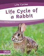 Life Cycle of a Rabbit