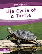 Life Cycle of a Turtle