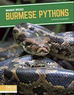 Burmese Pythons