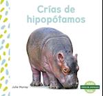 Crías de Hipopótamos (Hippo Calves)