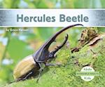 Hercules Beetle