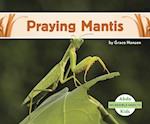 Incredible Insects: Praying Mantis