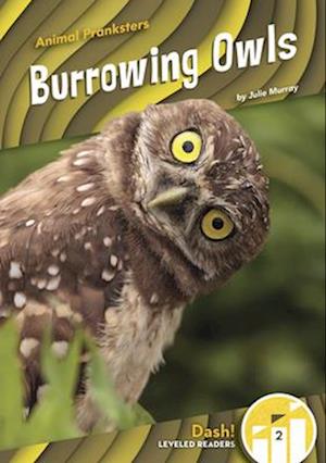 Burrowing Owls