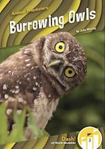Animal Pranksters: Burrowing Owls