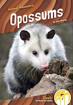 Animal Pranksters: Oppossums