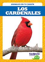 Los Cardenales (Cardinals)