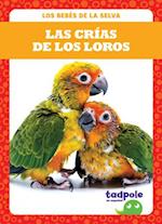 Las Cr&#x41c;_as de Los Loros (Parrot Chicks)