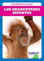 Los Orangutanes Infantes (Orangutan Infants)