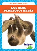 Los Osos Perezosos Beb&#x41c;(c)S (Sloth Babies)