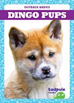 Dingo Pups