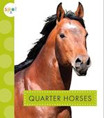 Quarter Horses