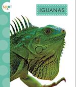 Iguanas