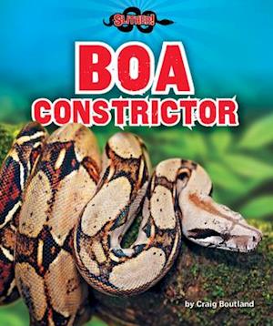 Boa Constrictor