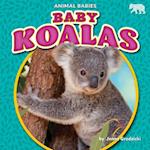 Baby Koalas