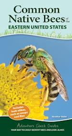 Common Backyard Bees of the Eastern United States