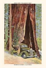 The Vintage Journal Car Driving through Redwood, California