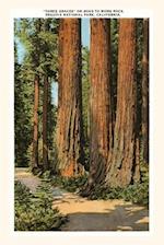 The Vintage Journal Three Graces Redwoods, Sequoia, California