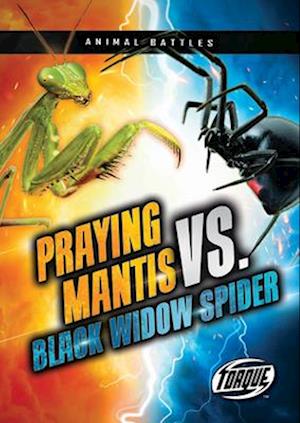 Praying Mantis vs. Black Widow Spider